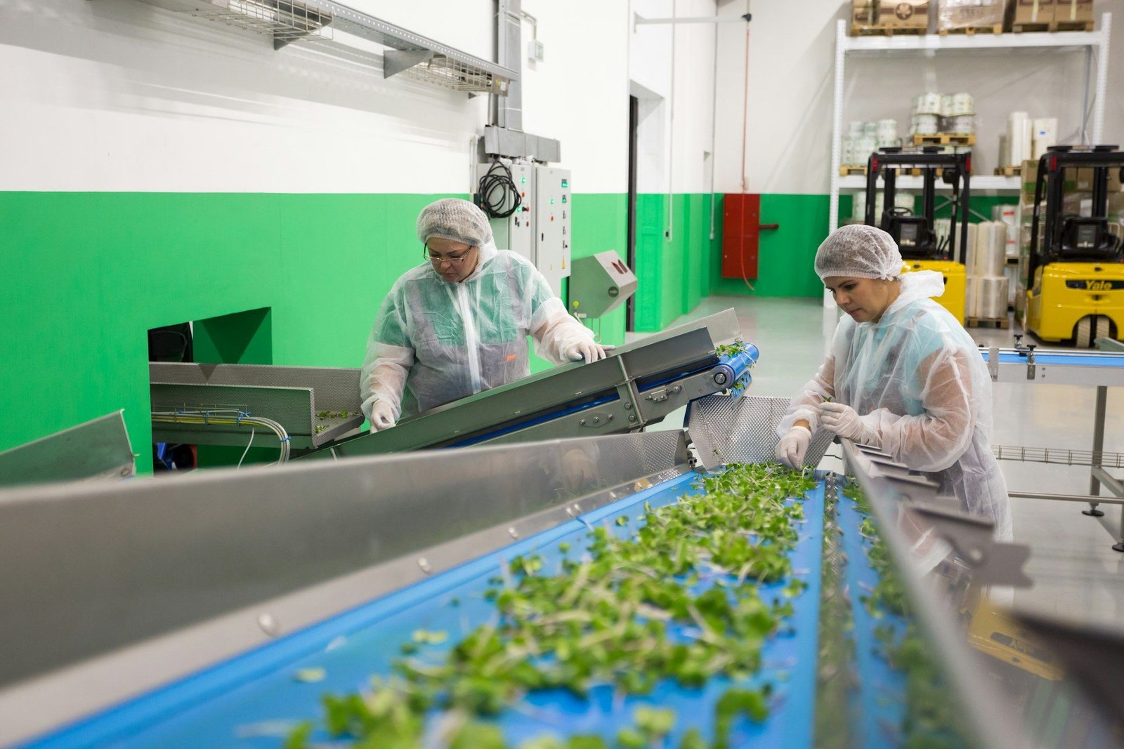 A packing-line team processing fresh produce