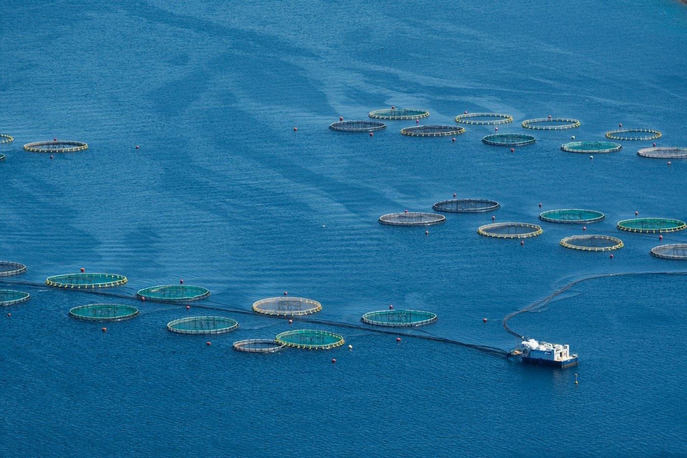 Circular cages of a modern aquaculture operation