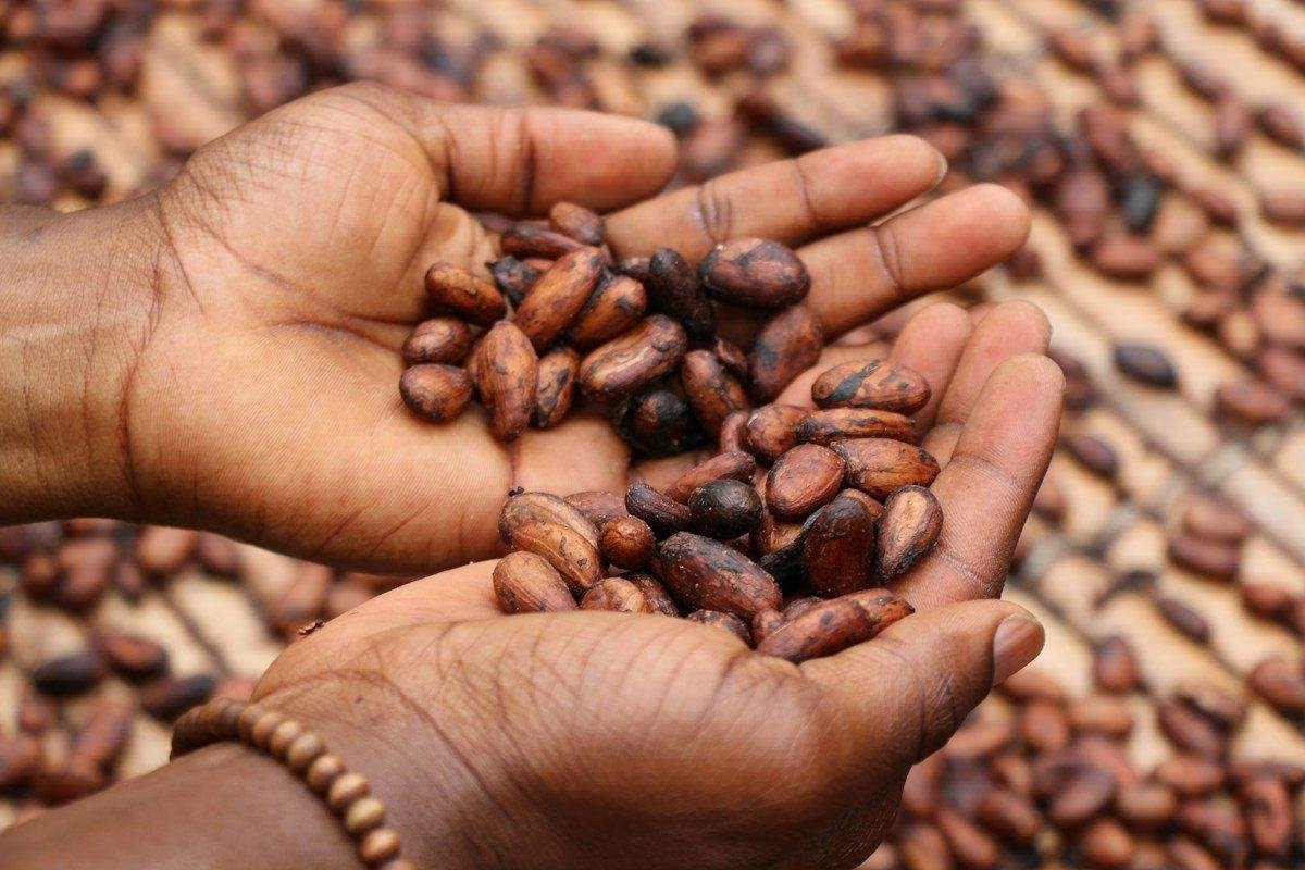 Hands holding cocoa beans drying before processing