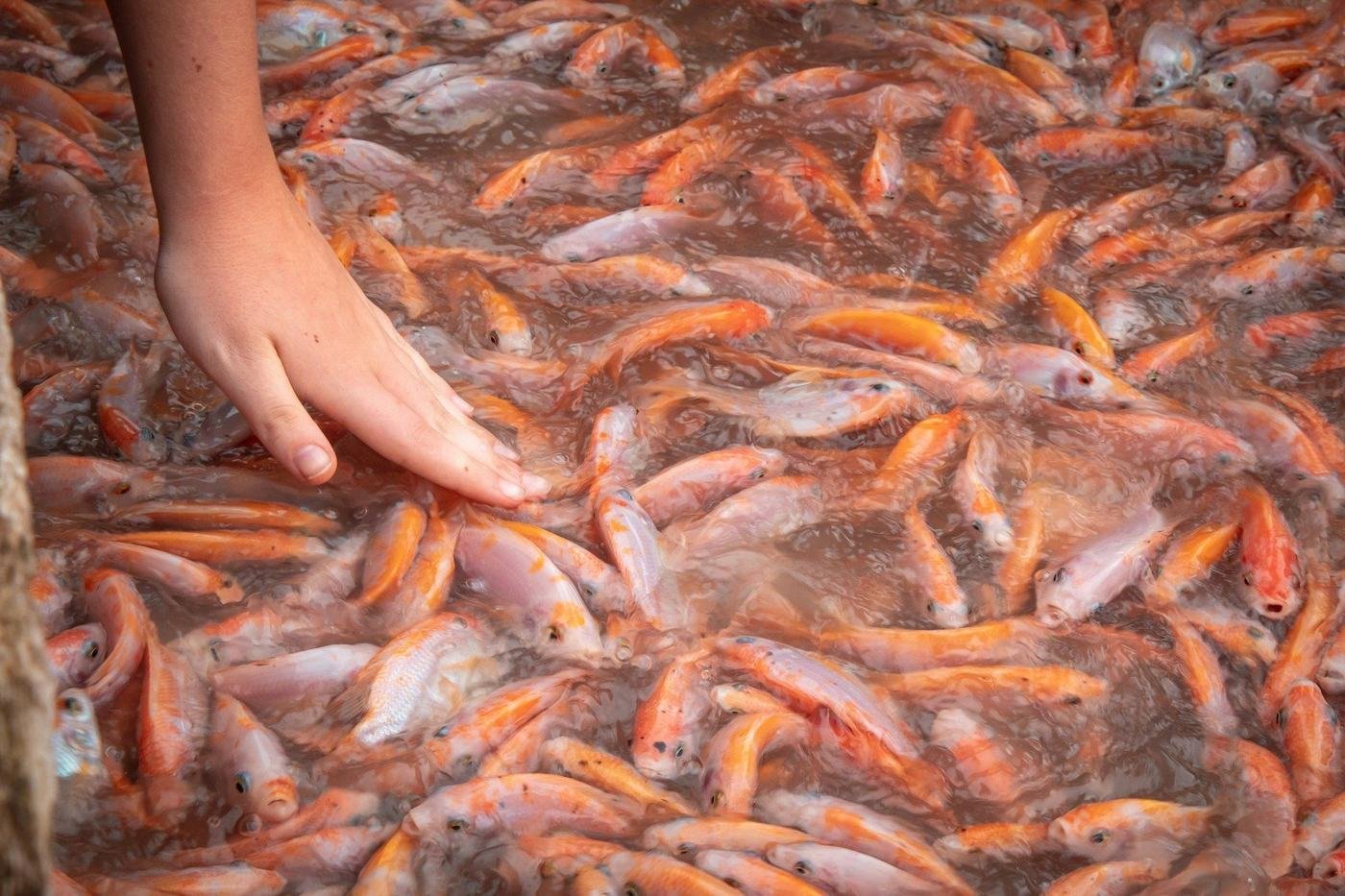 Tilapia at a floating fish farm on the Mekong Delta, Vietnam